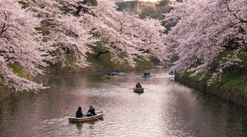 千鳥淵櫻花船