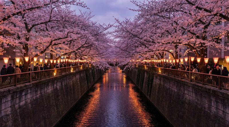 上野公園櫻花大道