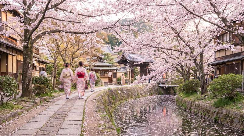 京都哲學之道櫻花