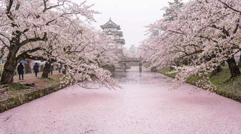 青森弘前公園櫻花