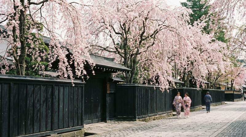 秋田角館櫻花