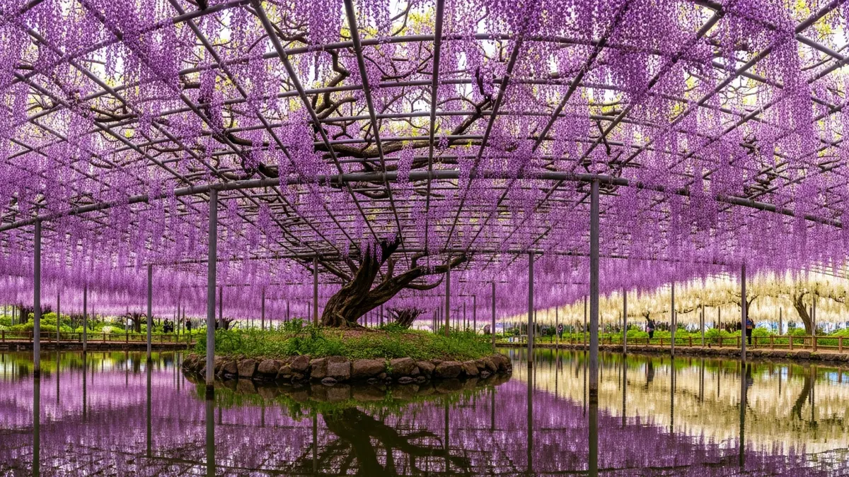 2026日本紫藤花季：足利花卉公園5大夢幻打卡點與關東近郊賞花路線推薦 - 足利花卉公園紫藤盛景概覽