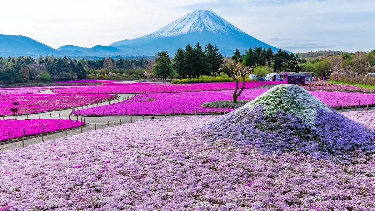 2026富士山芝櫻祭：本栖湖5大夢幻花海與周邊景點一日遊 - 富士山芝櫻祭：活動概覽