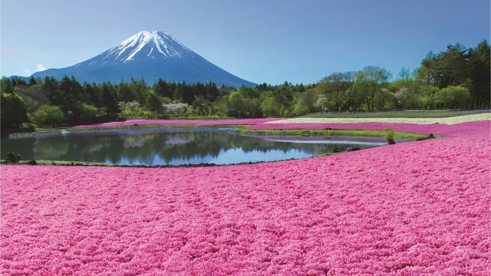 2026富士山芝櫻祭：本栖湖5大夢幻花海與周邊景點一日遊 - 本栖湖會場：五大夢幻芝櫻花海